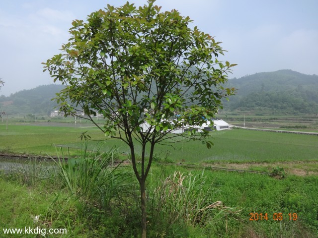 DSC02488
