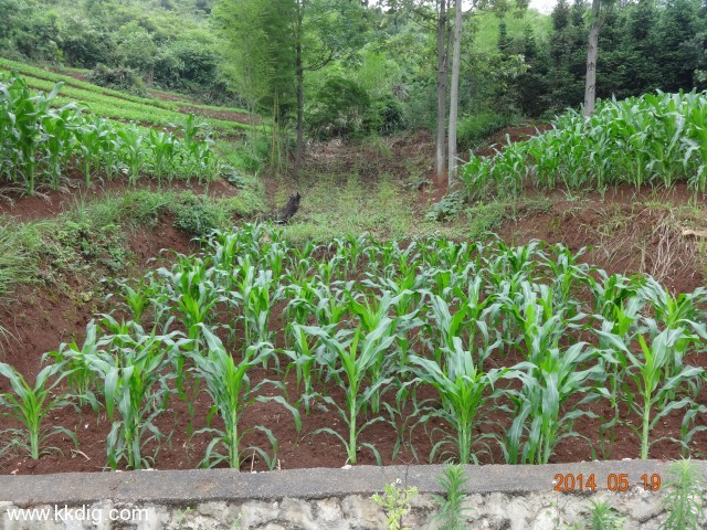 DSC02521