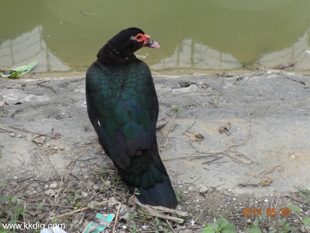 DSC02644