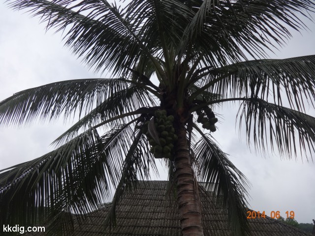 DSC07242