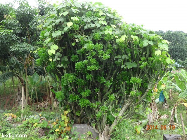DSC07253