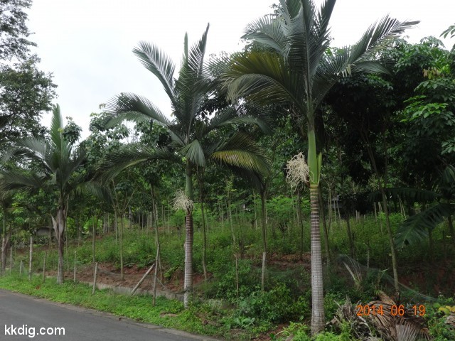 DSC07255