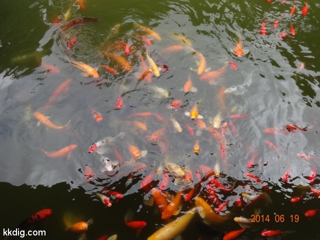 DSC07271