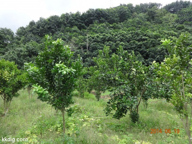 DSC07289