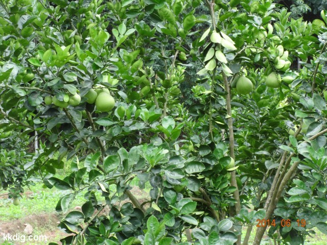 DSC07290