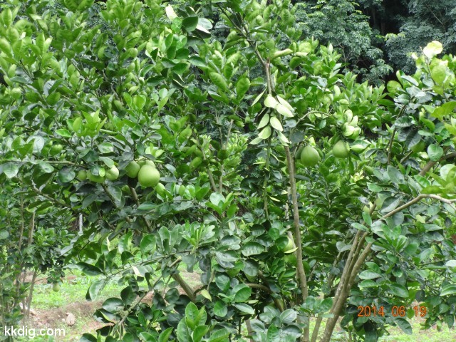 DSC07292