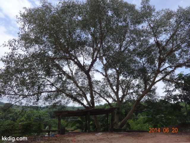 DSC07530