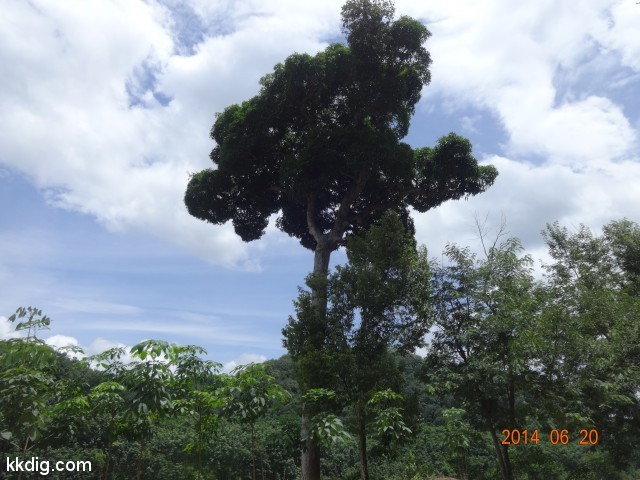 DSC07538