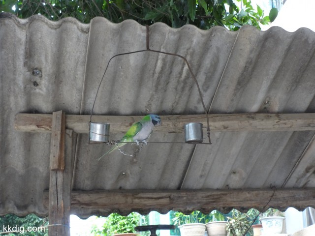 DSC08498