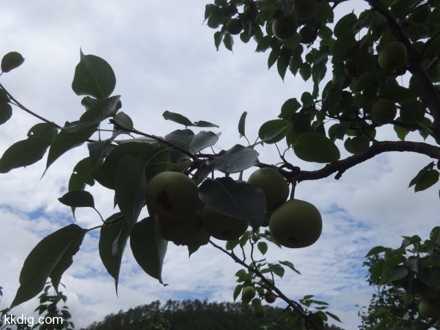 DSC09300
