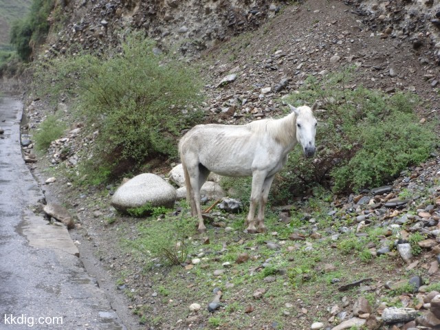 DSC00995