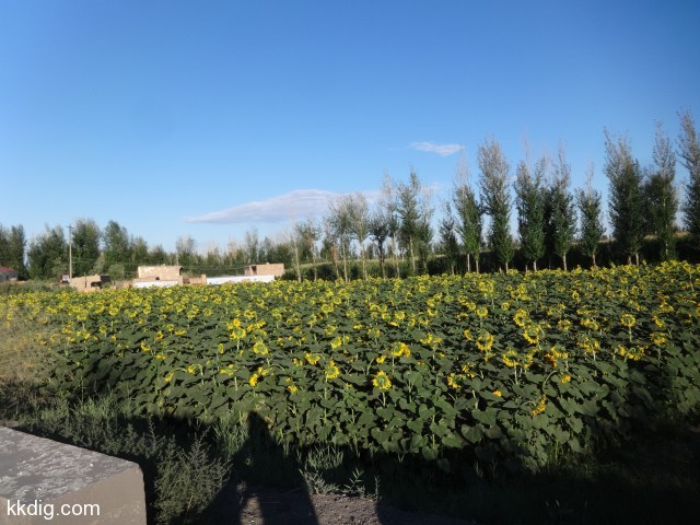 DSC03522